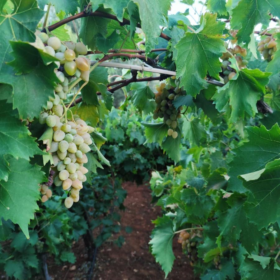 Masseria La Foggia 파사노 외부 사진